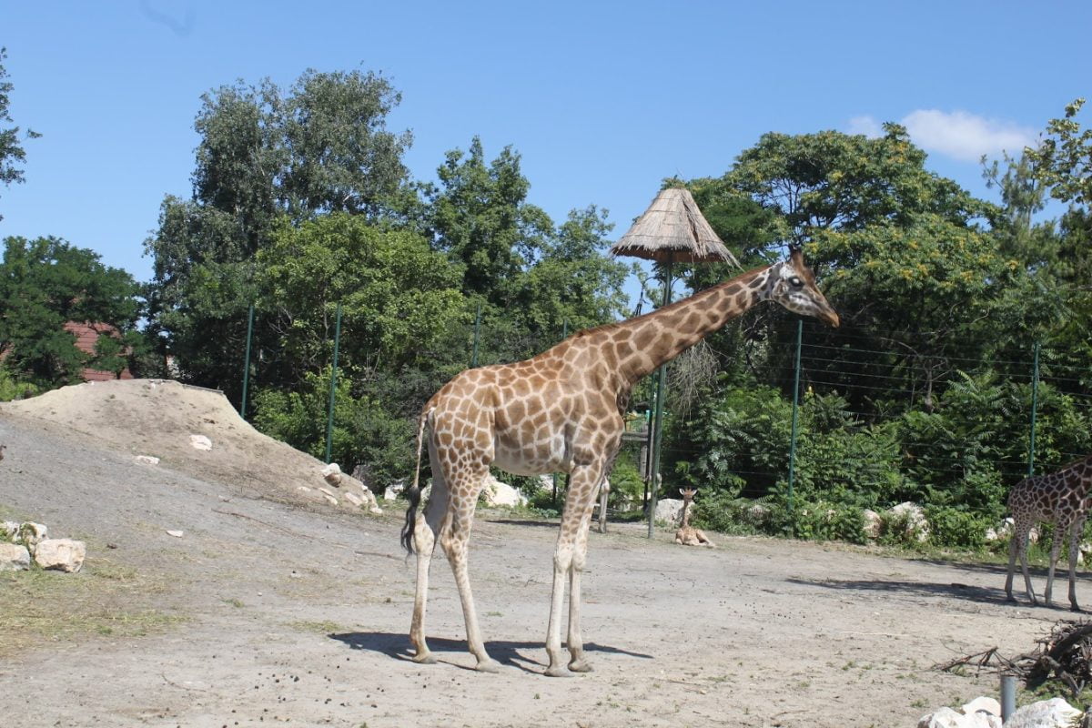 djurparken i Budapest